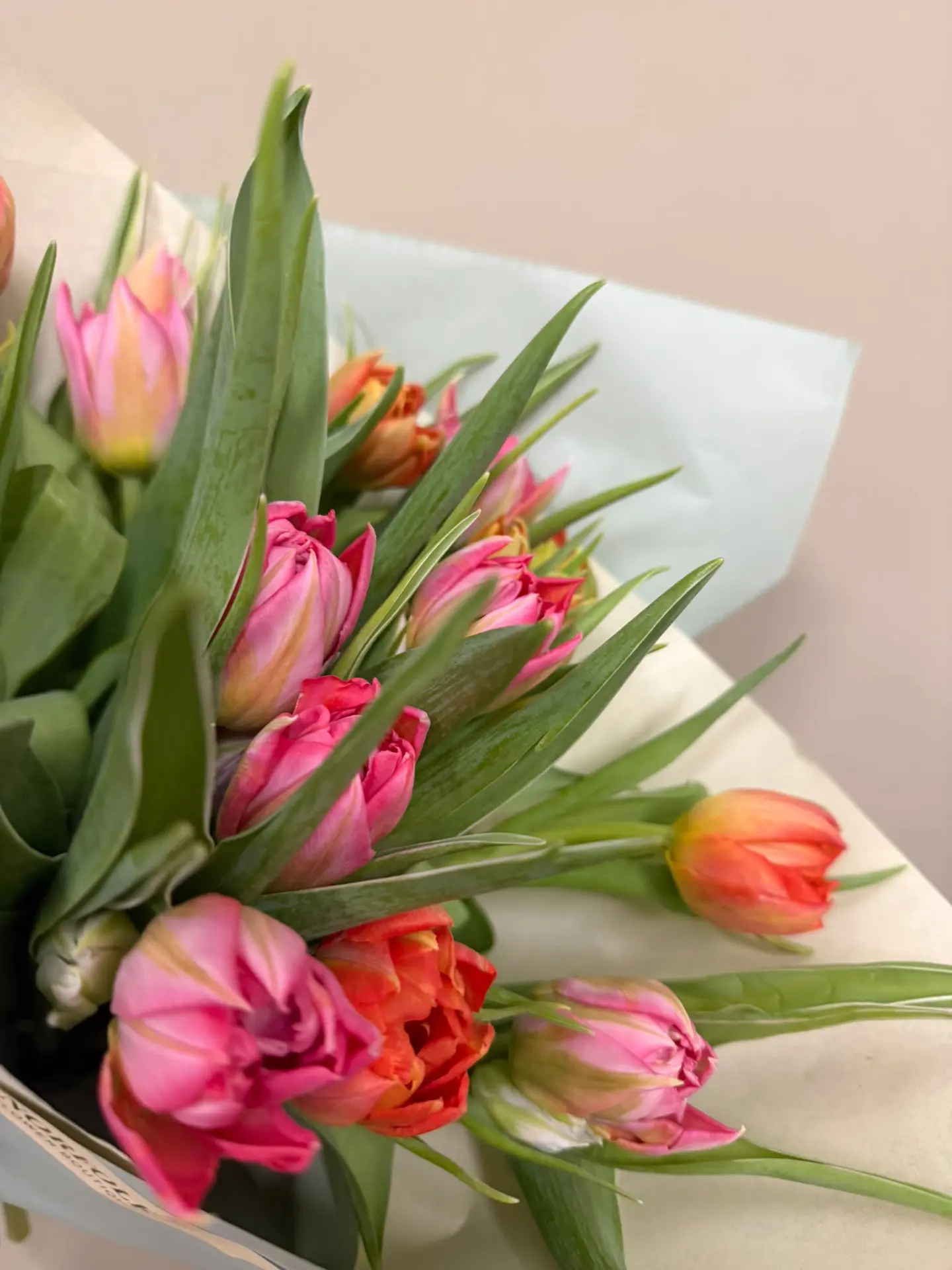 Bright mixed tulips wrapped ready for gifting